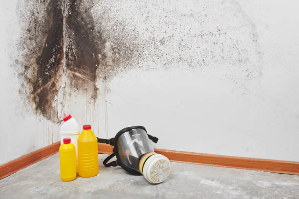 Best Mold Removal Company Near Me  in Morongo Valley, CA