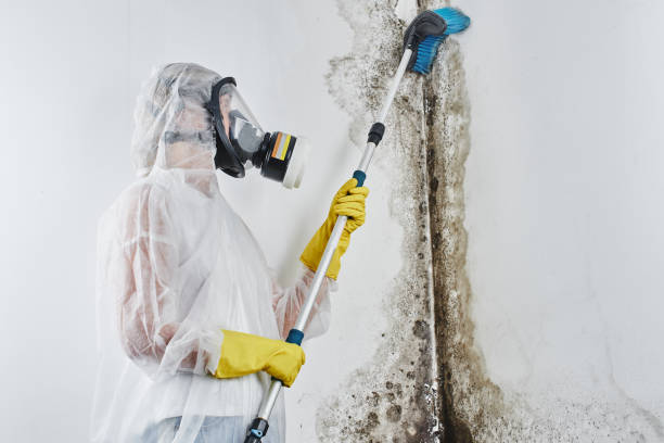 Best Certified Mold Removal  in Morongo Valley, CA
