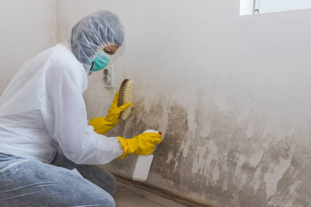 Best Mold Remediation Services  in Morongo Valley, CA