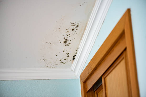 Best Best Mold Removal Companies  in Morongo Valley, CA