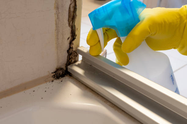 Best Office Mold Removal Services  in Morongo Valley, CA