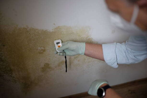 Best Emergency Mold Removal  in Morongo Valley, CA
