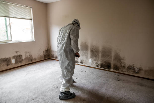 Best Office Mold Removal Services  in Morongo Valley, CA