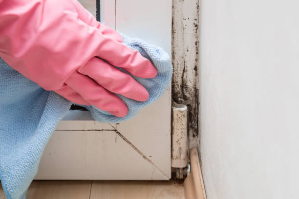 Best Attic Mold Removal  in Morongo Valley, CA