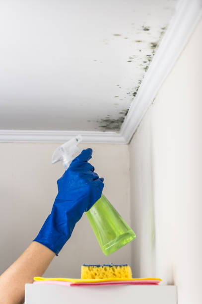 Best Mold Testing  in Morongo Valley, CA