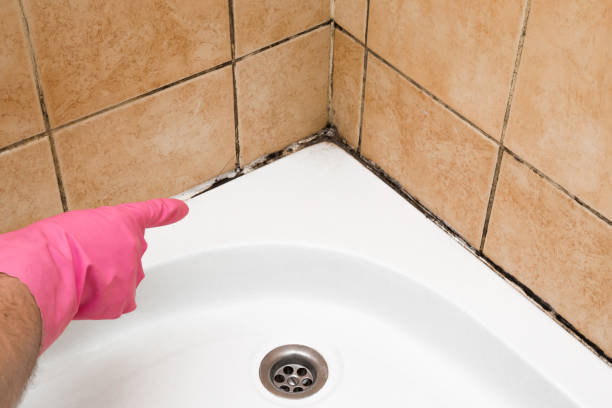 Best Attic Mold Removal  in Morongo Valley, CA