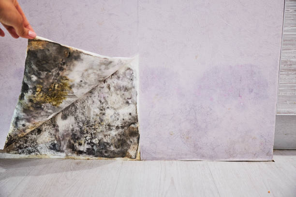 Best Commercial Mold Removal  in Morongo Valley, CA